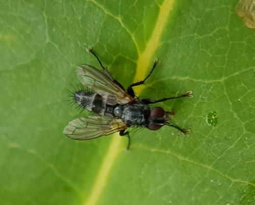 Stevenia sp.